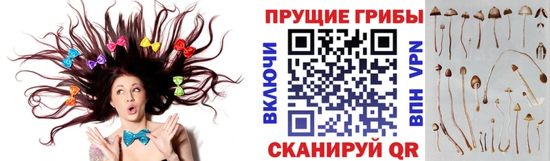 Галлюциногенные грибы Psilocybe  Новотитаровская 